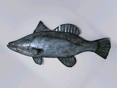 Barra Fish Bali Metal Wall Decor