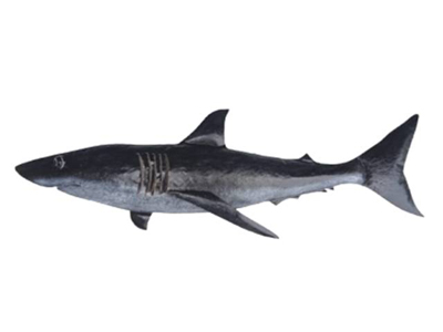 Shark Bali Metal Wall Decor